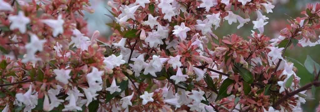 Abelia: Planting, Pruning and Care