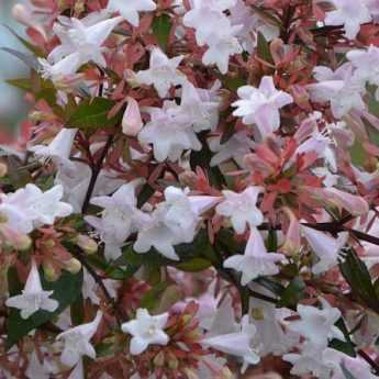 Abelia: Planting, Pruning and Care