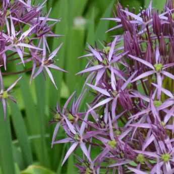 Allium: 9 successful pairing ideas