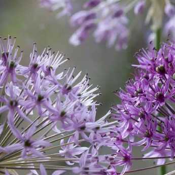 Allium, ornamental garlic: which varieties to choose?