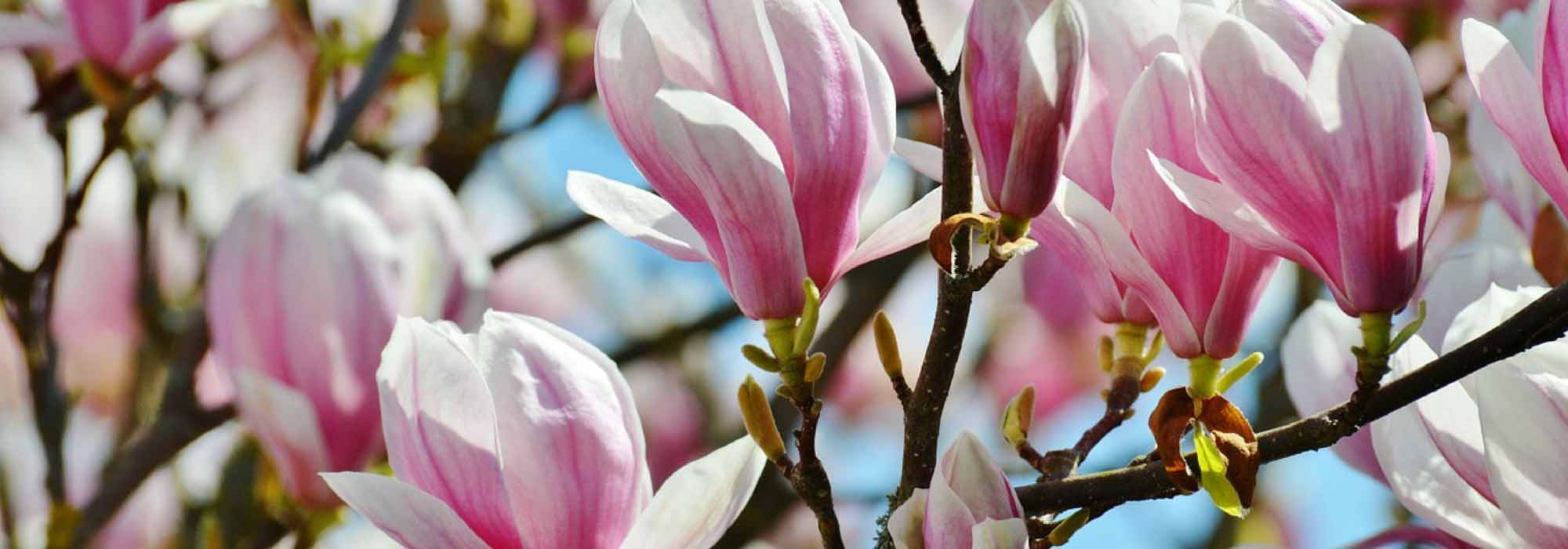 Magnolias: plant, pruning, maintain