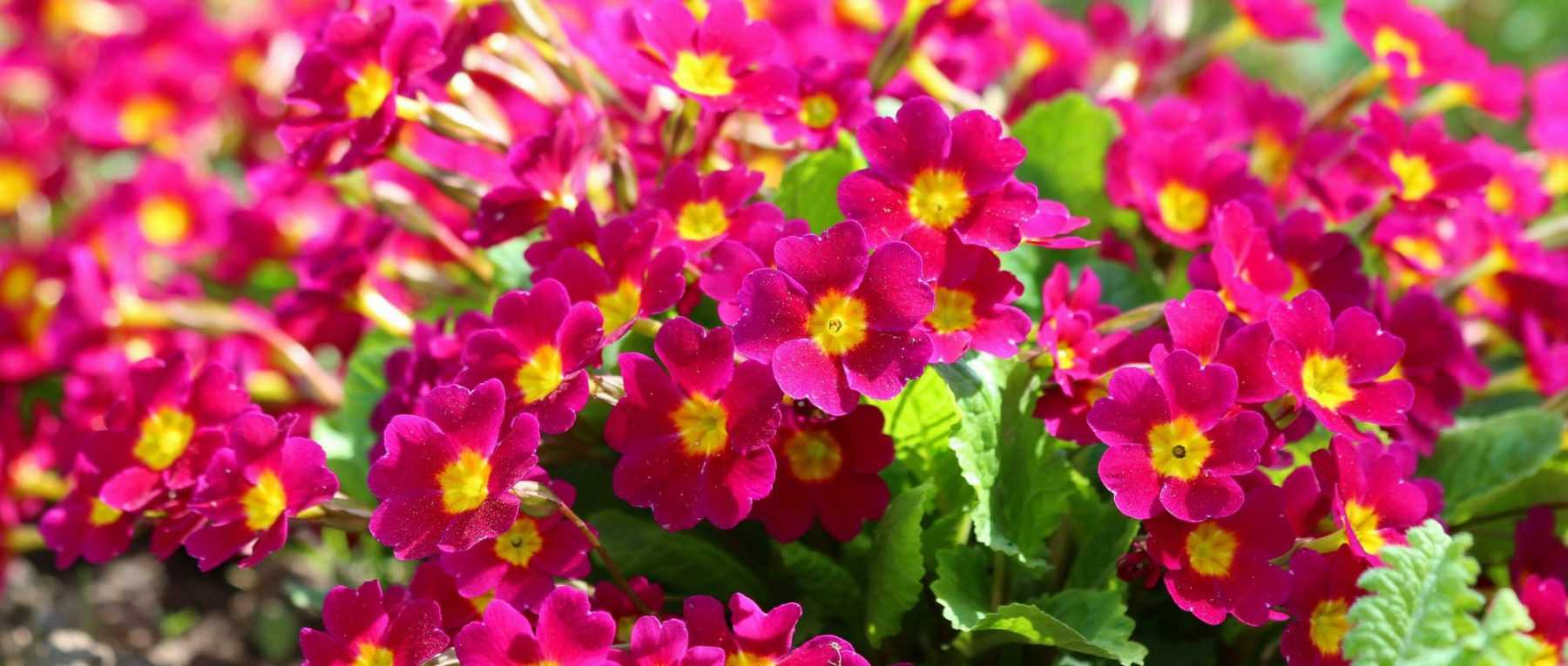 Primroses: which variety to choose