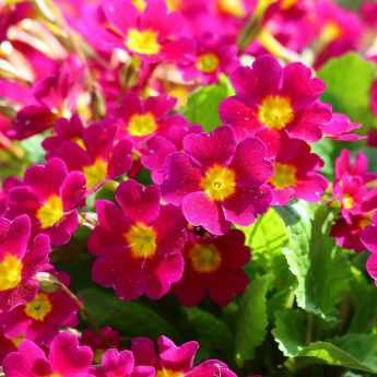 Primroses: which variety to choose