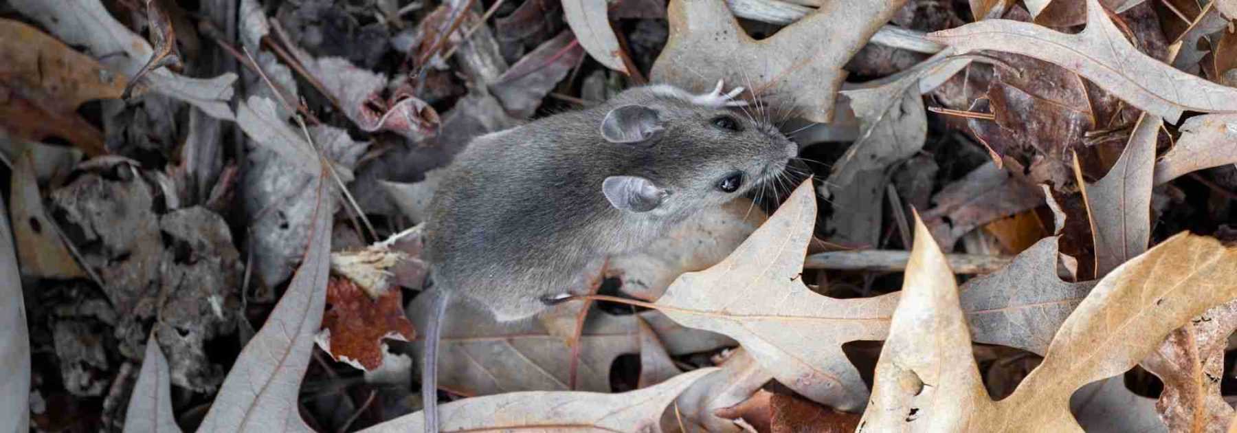 How to protect bulbs from rodents