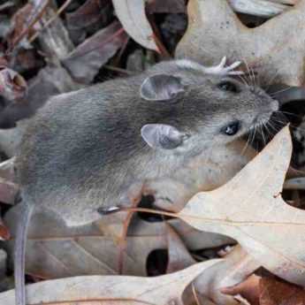 How to protect bulbs from rodents