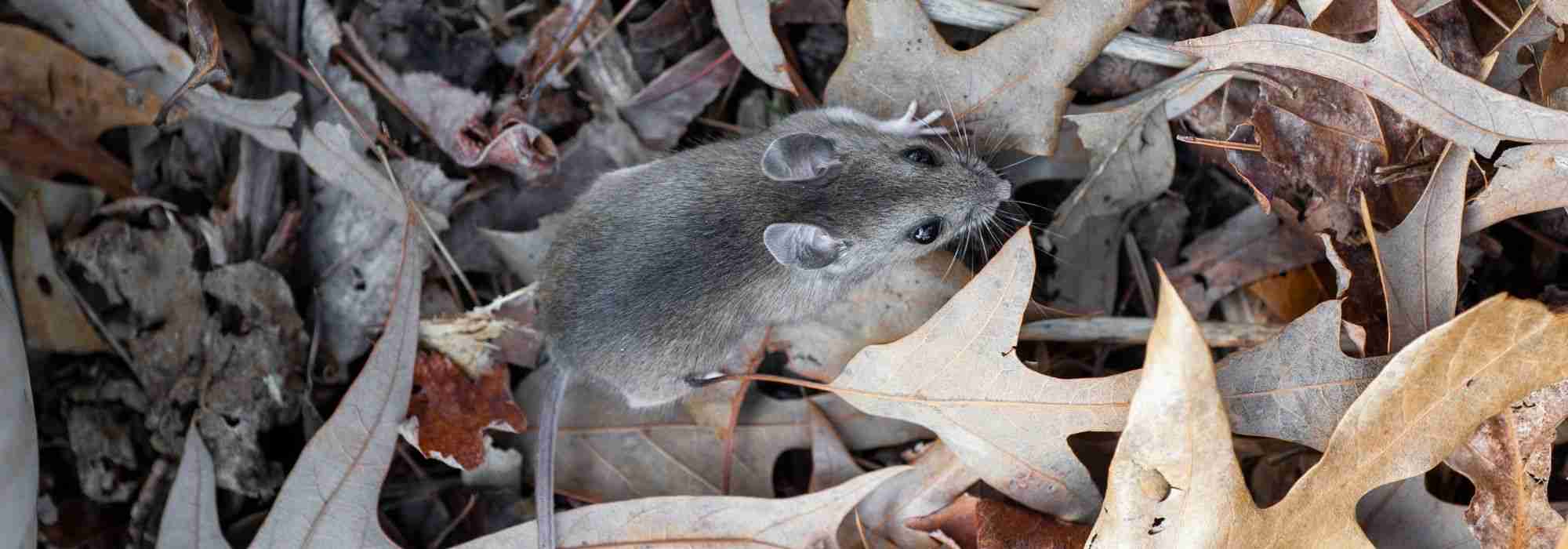 How to protect bulbs from rodents?