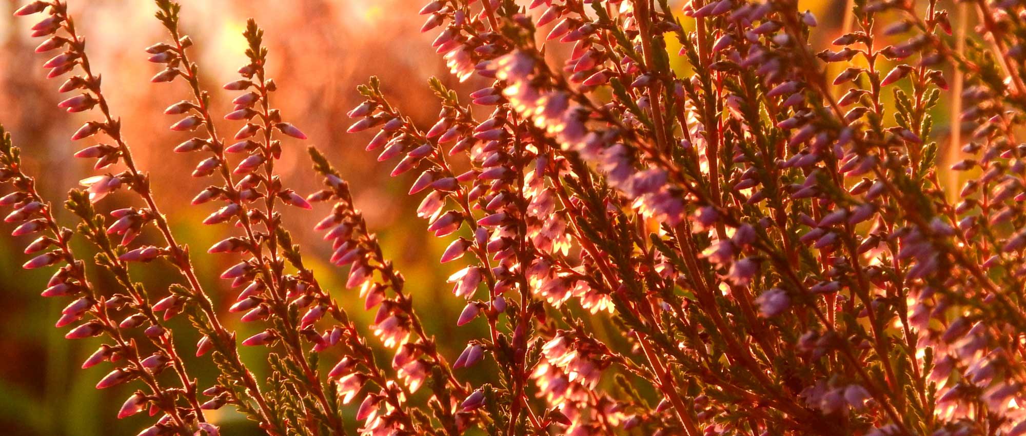 Heathers: Planting, Pruning and Care