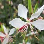 Gaura lindheimeri: when, where and how to plant it?
