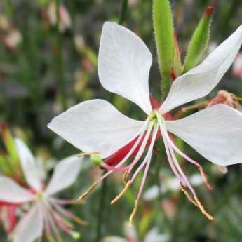 Gaura lindheimeri: when, where and how to plant it?