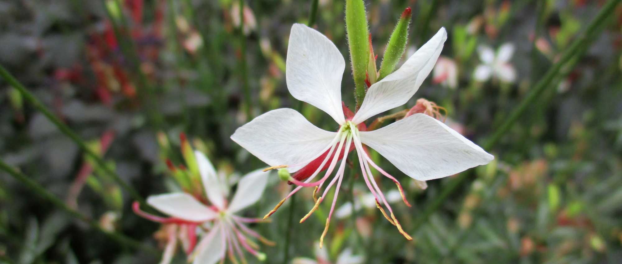 Gaura lindheimeri: when, where and how to plant it?