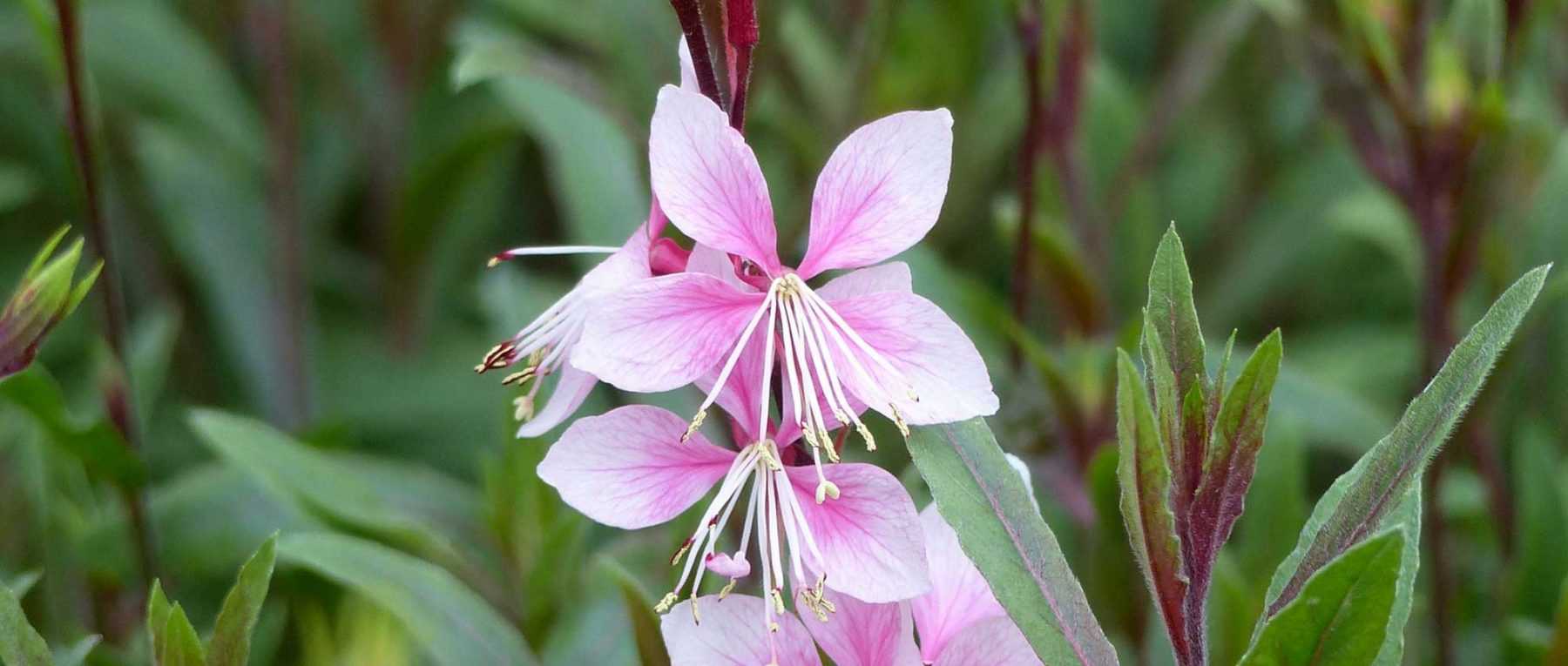 Gaura lindheimeri: 8 successful pairing ideas