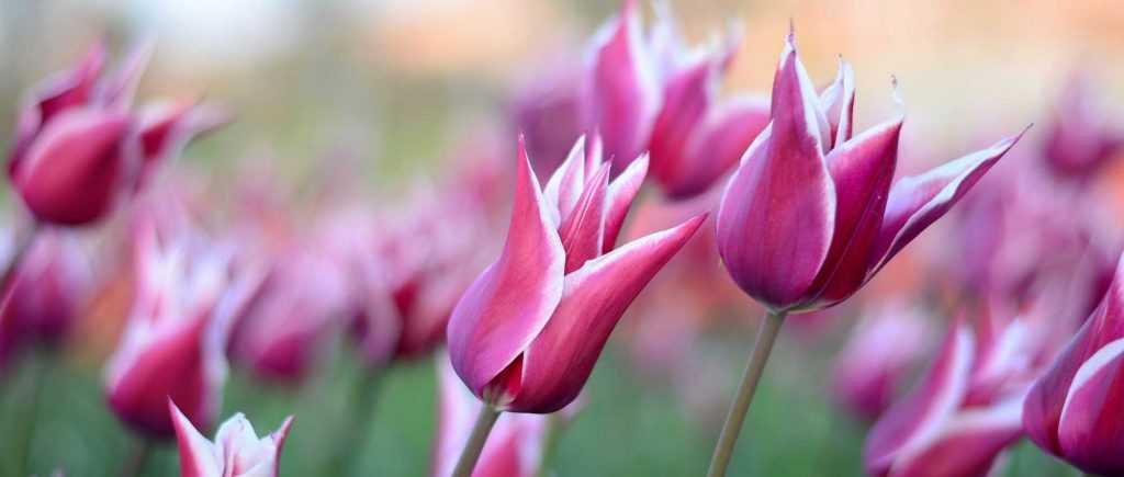 Tulips: Planting, Growing and Caring