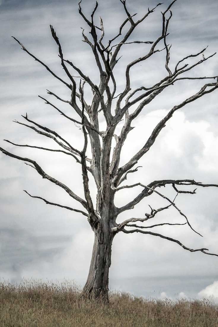 What to do with a dead tree?