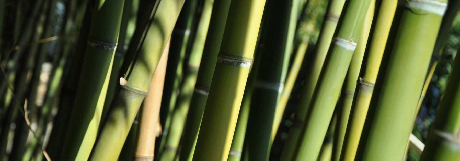What type of bamboo to choose? Our advice