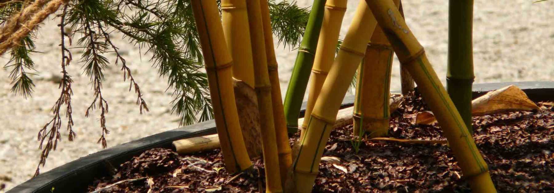 To grow bamboo in a pot