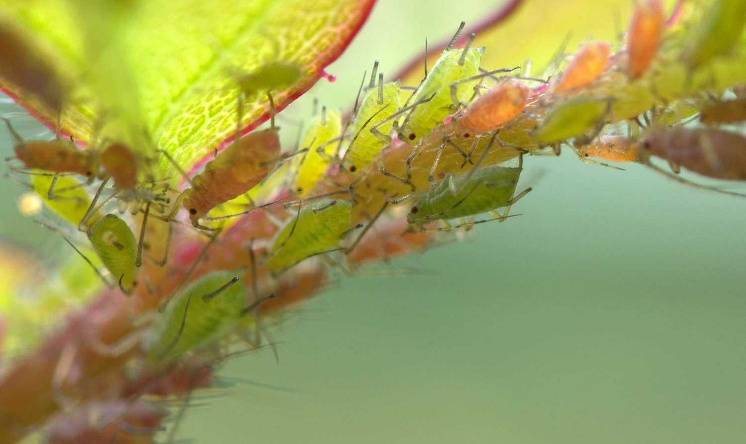 Aphid: identification and treatment