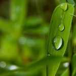 Maintenance and pruning of bamboo