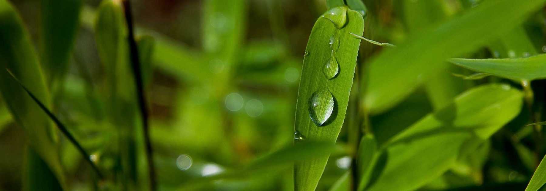 Maintenance and pruning of bamboo