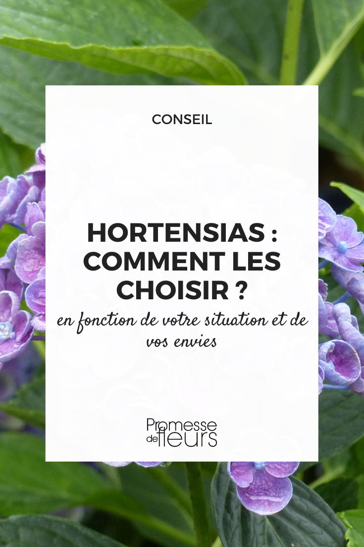 hydrangeas to choose Our expert tips for choosing the right hydrangea