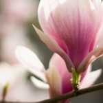 Magnolia: when and how to prune