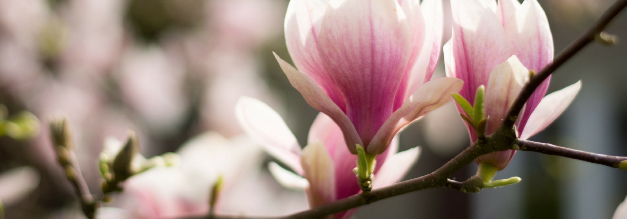 Magnolia: when and how to prune?