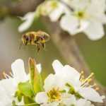 Best melliferous plants by season