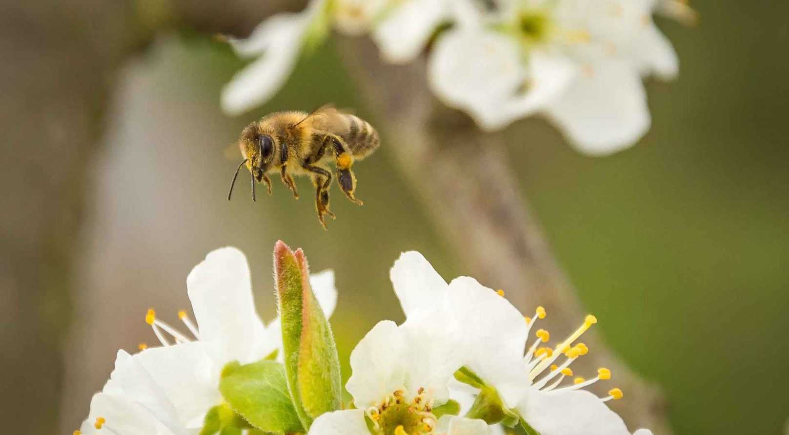 Best melliferous plants by season
