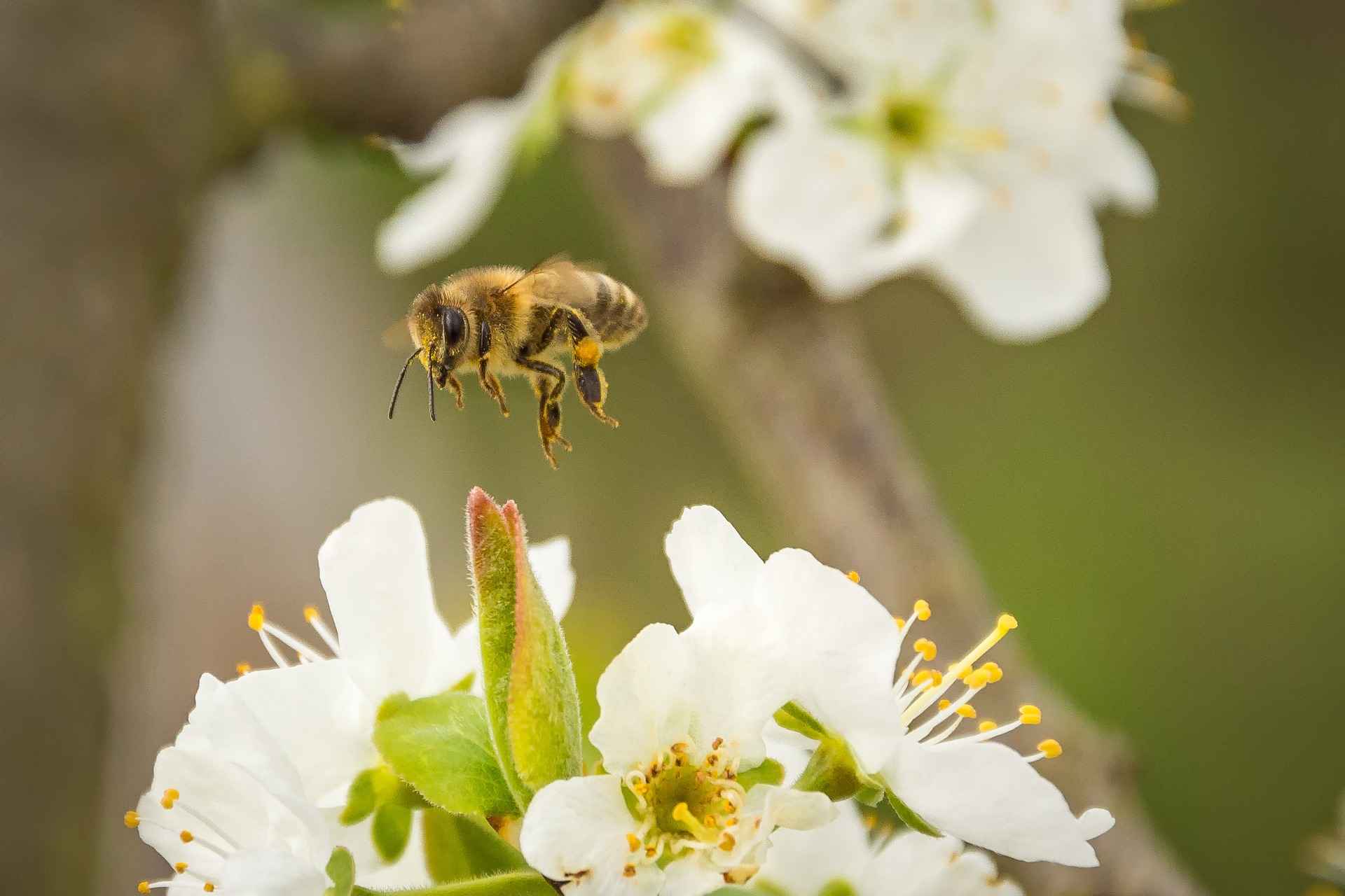 Best melliferous plants by season