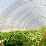 A greenhouse in the vegetable garden, what for?