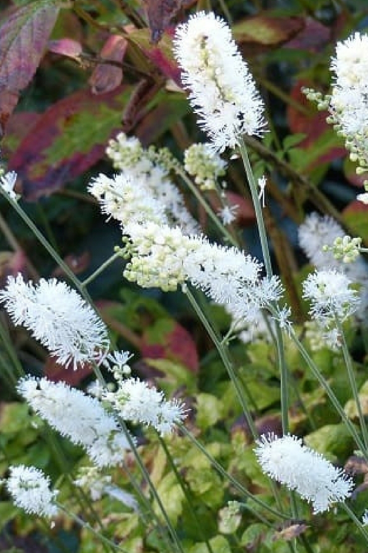 5 late-flowering perennials every garden should have
