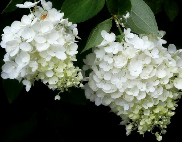 How to Fail with Your Hydrangeas in 10 Lessons