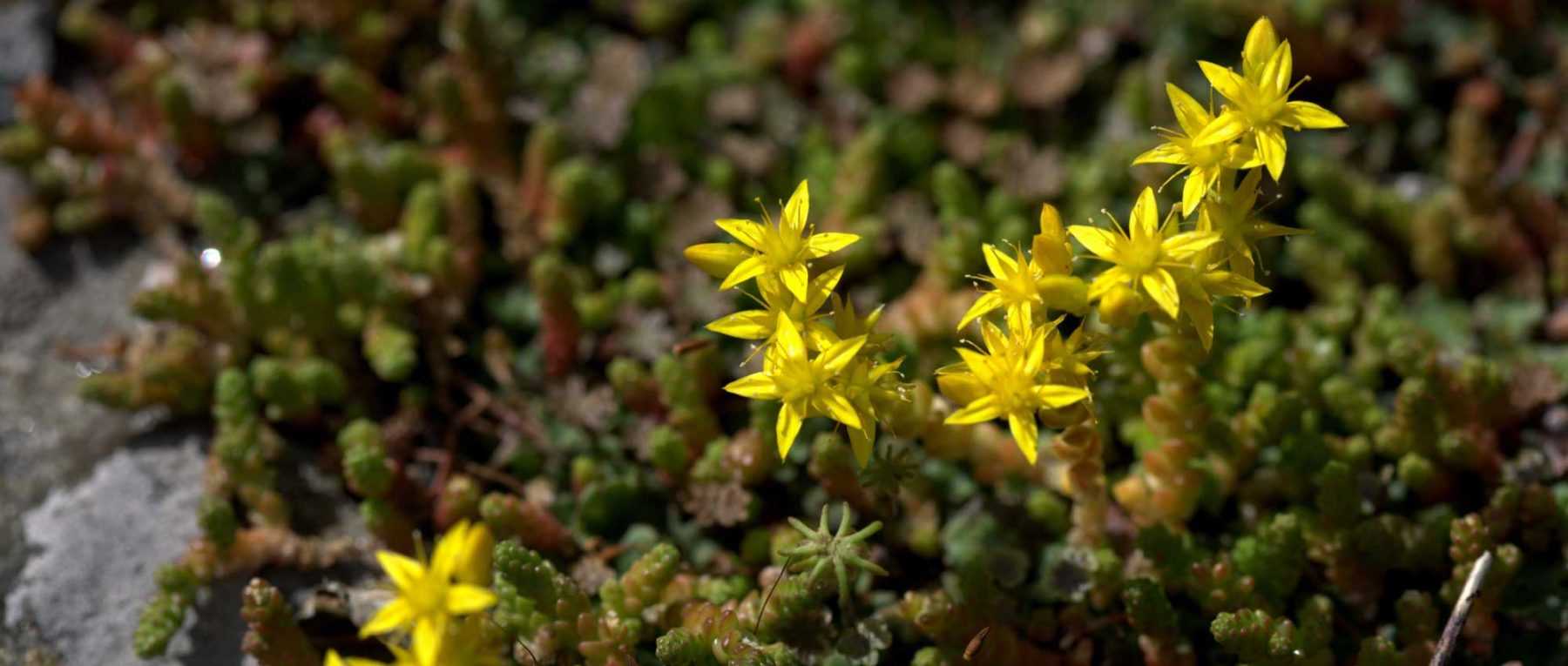 Sedum ororpin: which variety to choose?