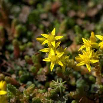 Sedum ororpin: which variety to choose?