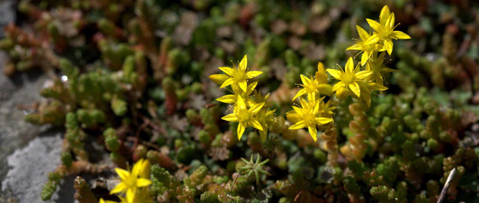 Sedum ororpin: which variety to choose?