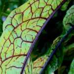 Remarkable Foliage Aromatic Plants: My Favorites