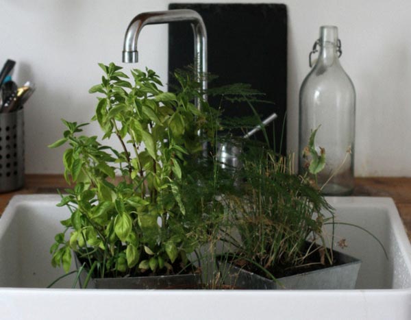 Potted plants and watering: coping with heatwaves during your absence