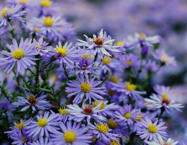 Autumn asters: 3 tips for choosing and growing them successfully!