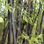 Should you plant bamboos in your garden?