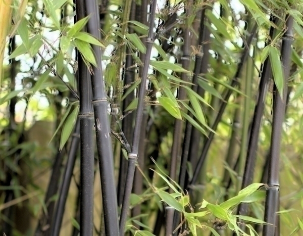 Should you plant bamboos in your garden?