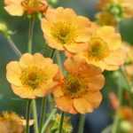 Avens or Geum: a charming perennial to rediscover!