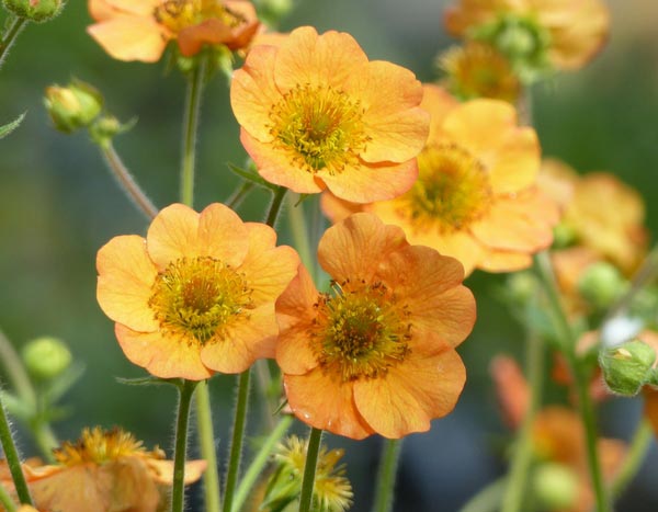 Avens or Geum: a charming perennial to rediscover!