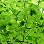 5 reasons to plant hornbeam, an extraordinary tree!