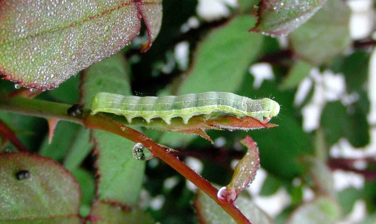 Roses: aphids and other pests