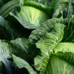 7 vegetables to sow in late summer in the vegetable garden