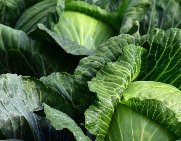 7 vegetables to sow in late summer in the vegetable garden