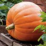 Giant pumpkins: time to start sowing!