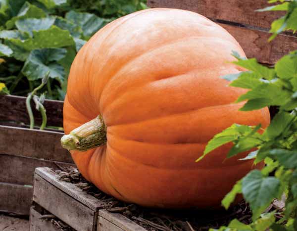 Giant pumpkins: time to start sowing!