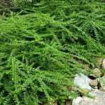 5 groundcover shrubs to landscape a slope