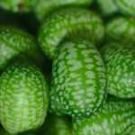 Cucamelon: a mini watermelon with cucumber flavour