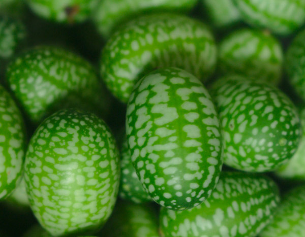 Cucamelon: a mini watermelon with cucumber flavour